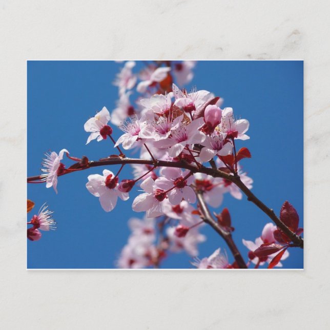 Postal Almond Blossom (Anverso)