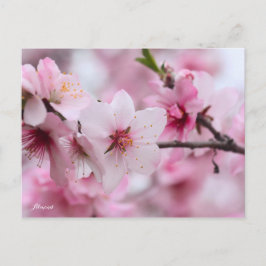 Postal Almond [Postcard]