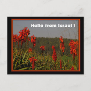 Postal Aloe arborescens Postcard