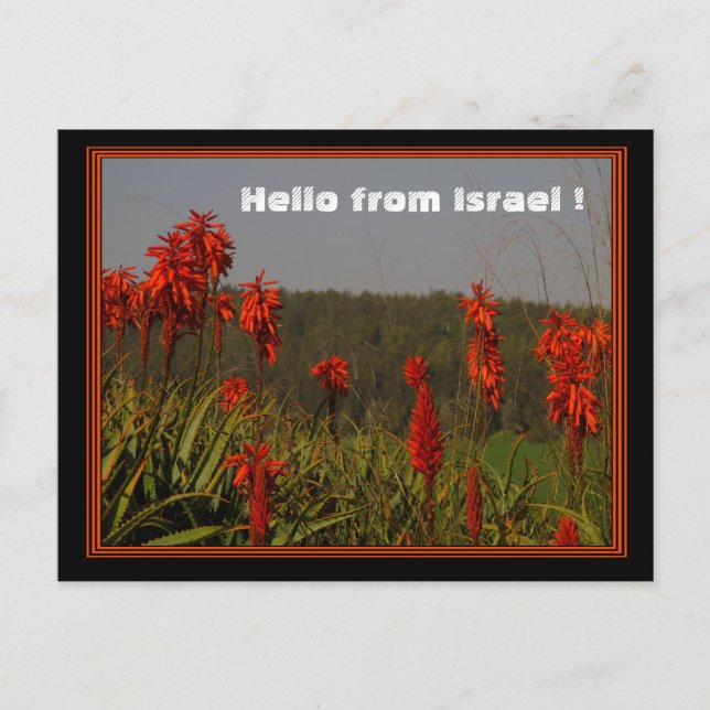 Postal Aloe arborescens Postcard (Anverso)