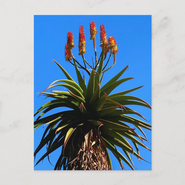 Postal Aloe Blooming (Anverso)