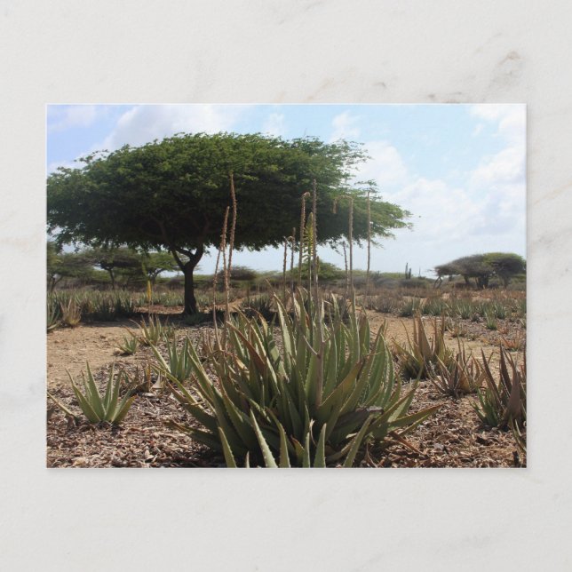 Postal Aloe Factory Aruba (Anverso)