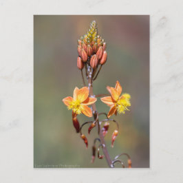 Postal Aloe Flower
