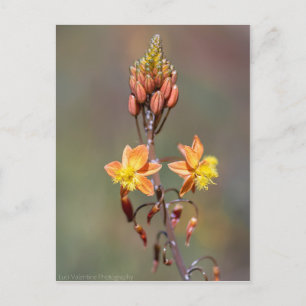 Postal Aloe Flower