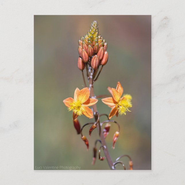 Postal Aloe Flower (Anverso)