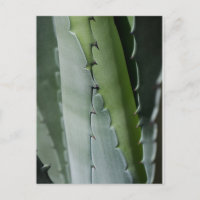 Áloe - Foto de Bella Artes de macros