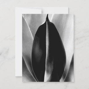 Postal Áloe - Foto de Bella Artes de macros en blanco y n