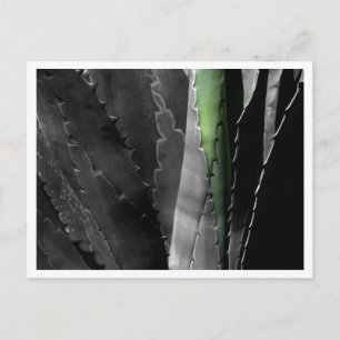 Postal Aloe - Fotografía Macro de Arte en Blanco y Negro