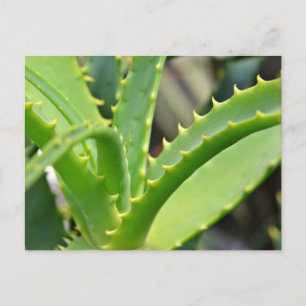 Postal Aloe Vera