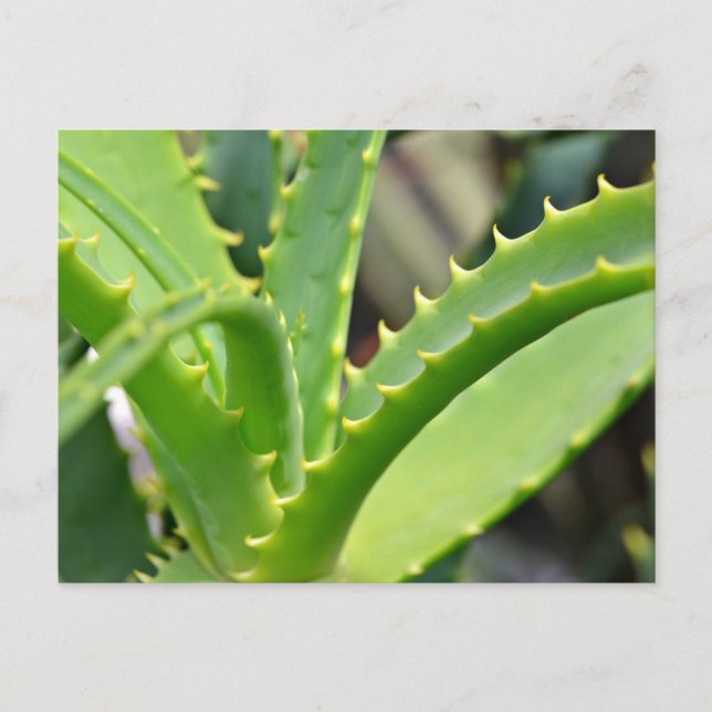 Postal Aloe Vera (Anverso)