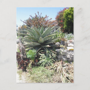 Postal Aloe Vera Cactus Postcard