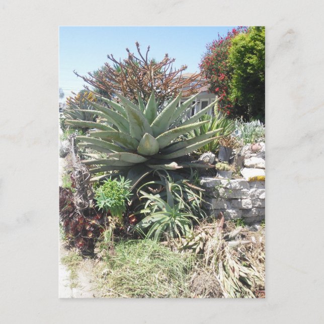 Postal Aloe Vera Cactus Postcard (Anverso)