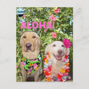 POSTAL ¡ALOHA!