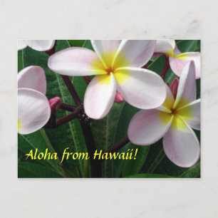 Postal "Aloha from Hawaii"