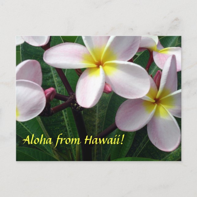 Postal "Aloha from Hawaii" (Anverso)