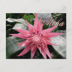Postal Aloha Greetings Tropical Bromeliad