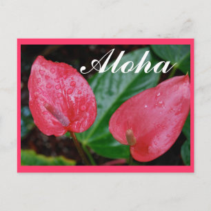 Postal Aloha Hawaii Anthurium