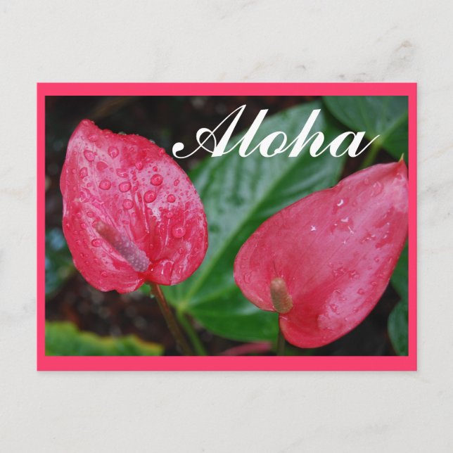Postal Aloha Hawaii Anthurium (Anverso)