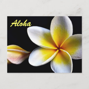 Postal Aloha Hawaii Frangipani florece Plumerias
