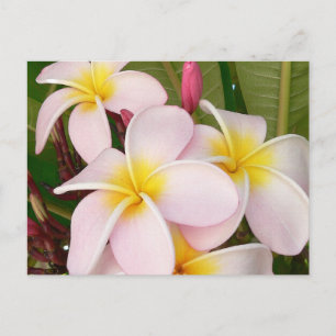 Postal Aloha Hawaii Frangipani florece Plumerias
