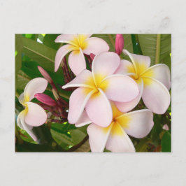 Postal Aloha Hawaiian Frangipani Luau Gracias Cartas