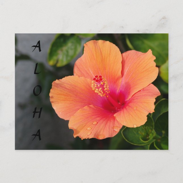 Postal ALOHA Hibiscus Postcard (Anverso)