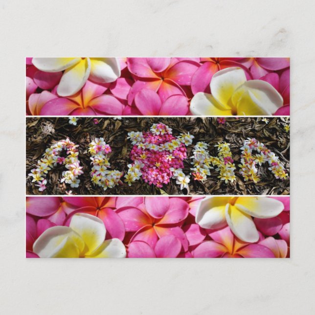 Postal Aloha Honu Turtle Hawaii Plumeria Paraíso de flore (Anverso)