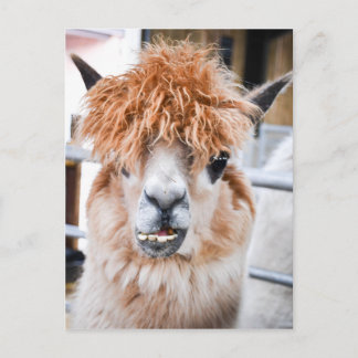 Postal Alpaca