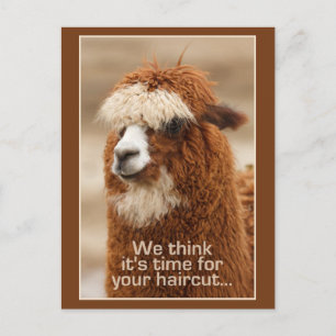 Postal alpaca