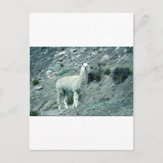 Postal Alpaca