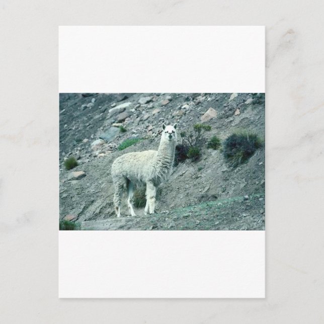 Postal Alpaca (Anverso)