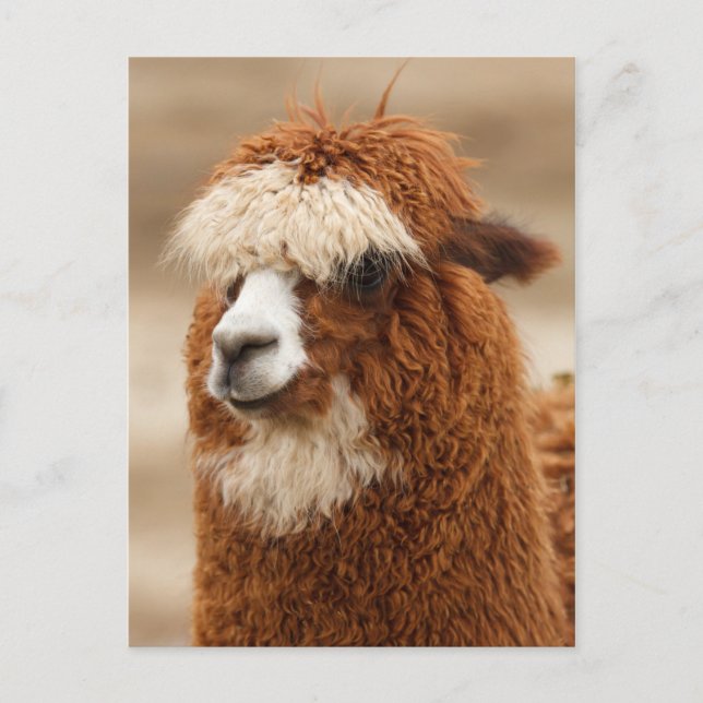 Postal alpaca (Anverso)