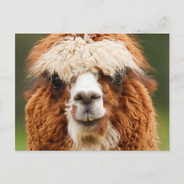 Postal Alpaca (Anverso)