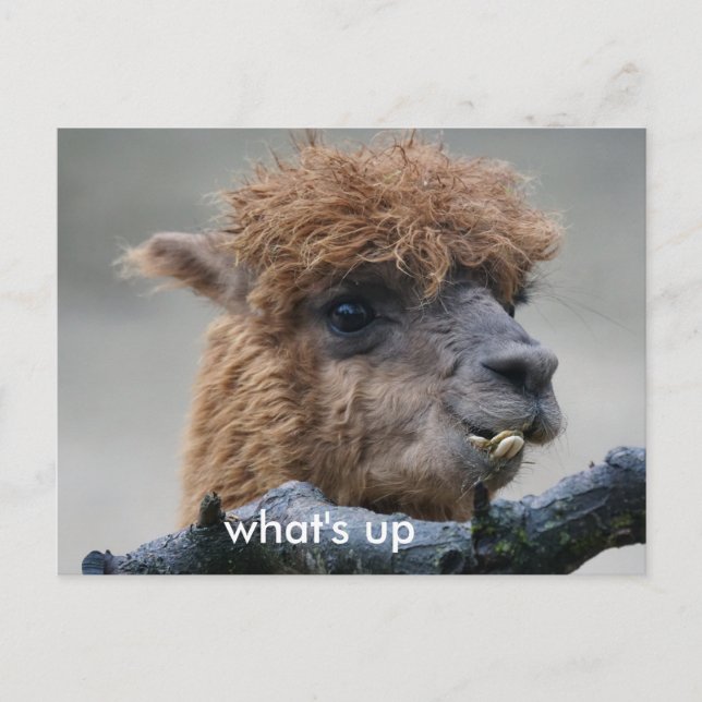 Postal Alpaca (Anverso)