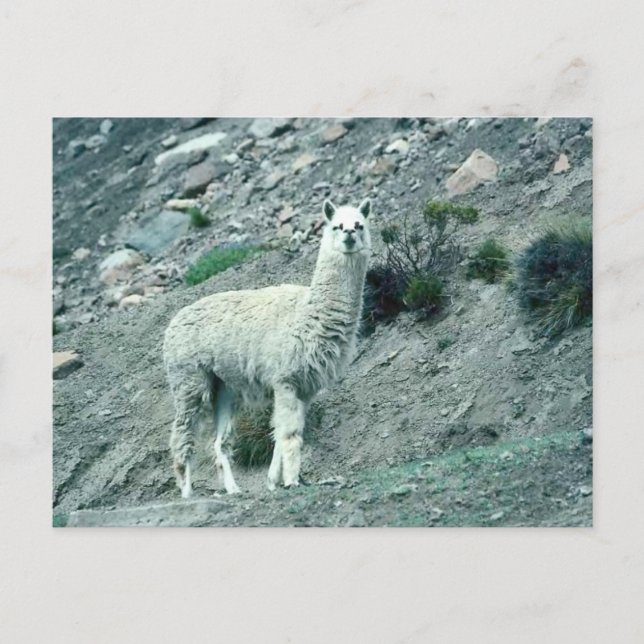 Postal Alpaca (Anverso)