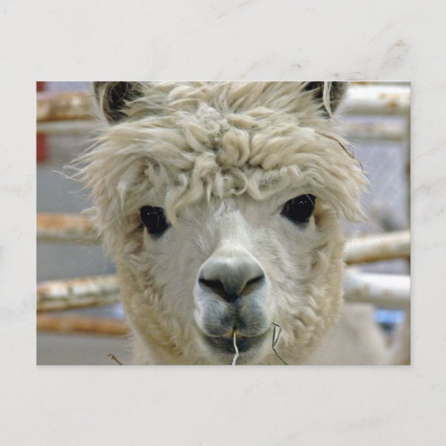 Postal Alpaca Adorable (Anverso)