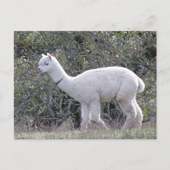 Postal - Alpaca blanca (Anverso)