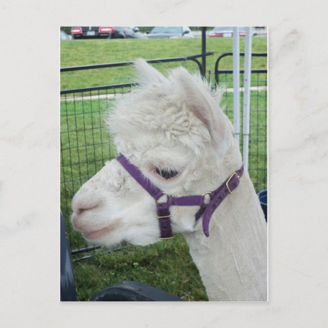 Postal Alpaca blanca, 1 (Anverso)