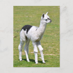 Postal Alpaca blanca joven y negra