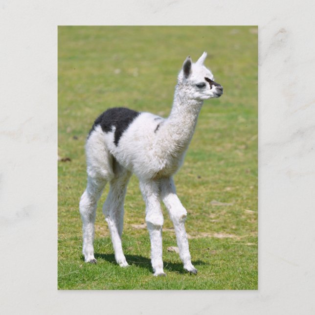 Postal Alpaca blanca joven y negra (Anverso)