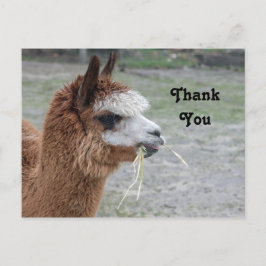 Postal Alpaca Comiendo Heno Animal Foto Gracias