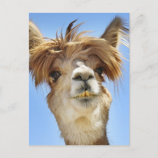 Postal Alpaca con pelo loco (Anverso)