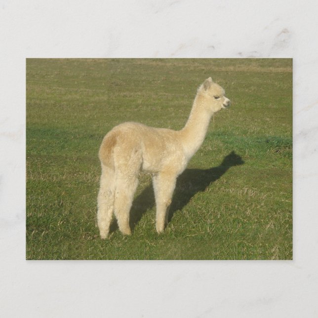 Postal Alpaca de Fawn (Anverso)