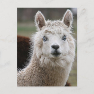 Postal Alpaca de ojos azules