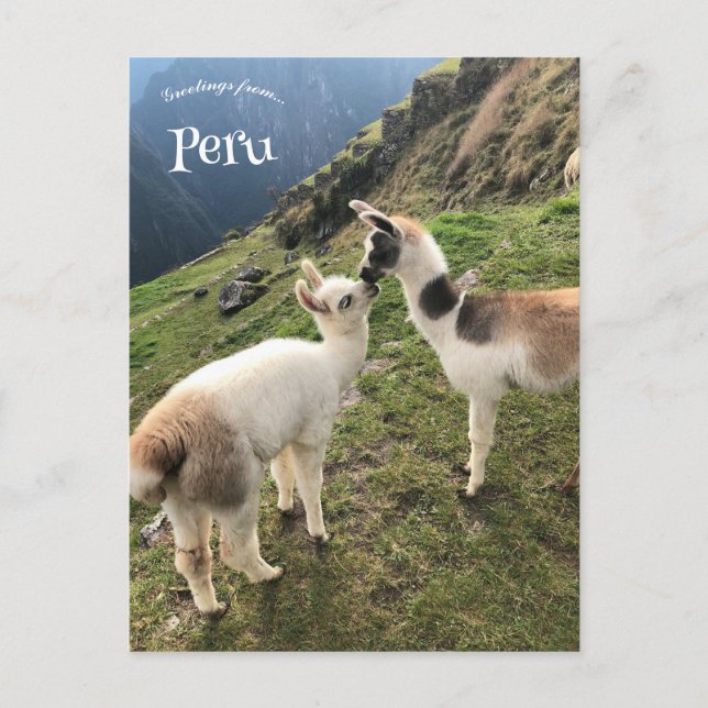 Postal Alpaca de Perú (Anverso)