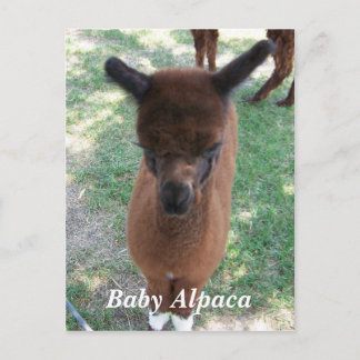 Postal Alpaca Gena