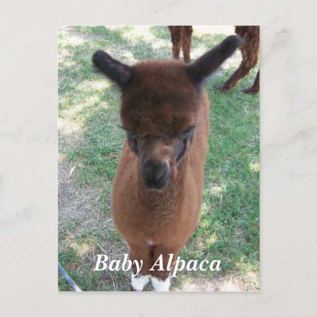 Postal Alpaca Gena (Anverso)