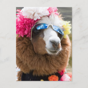 Postal Alpaca, Pachacoto, Cordillera Blanca, Ancash