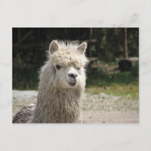Postal Alpaca, Parque Llaviucu, Ecuador