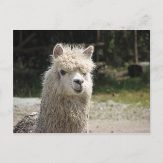 Postal Alpaca, Parque Llaviucu, Ecuador (Anverso)